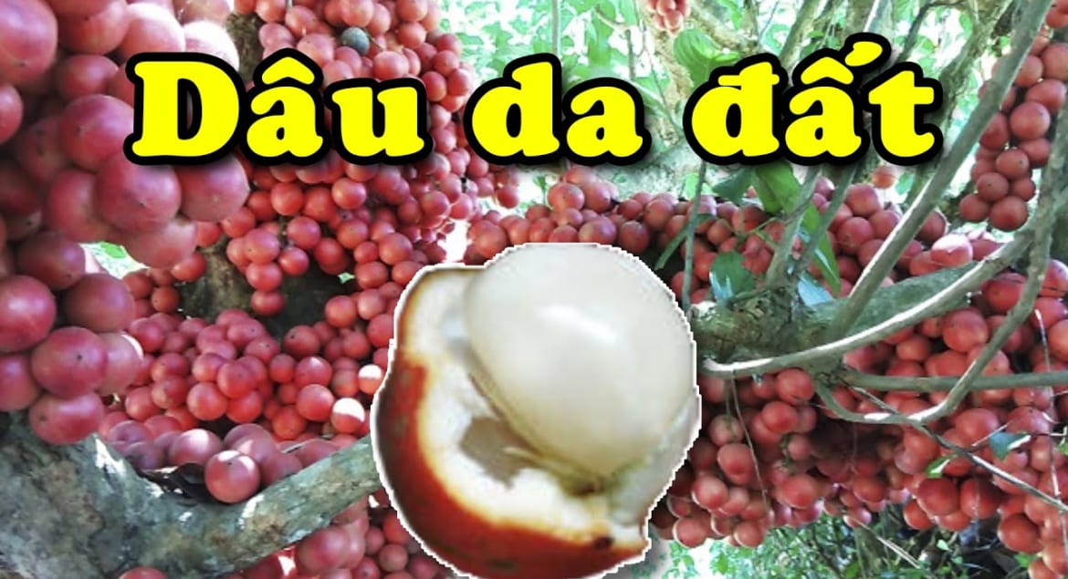 dau-da.jpg