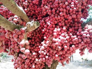 Cây dâu da đất là gì?