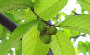Ý nghĩa phong thủy của cây chay