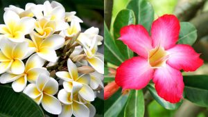 Có hai loại hoa sứ
